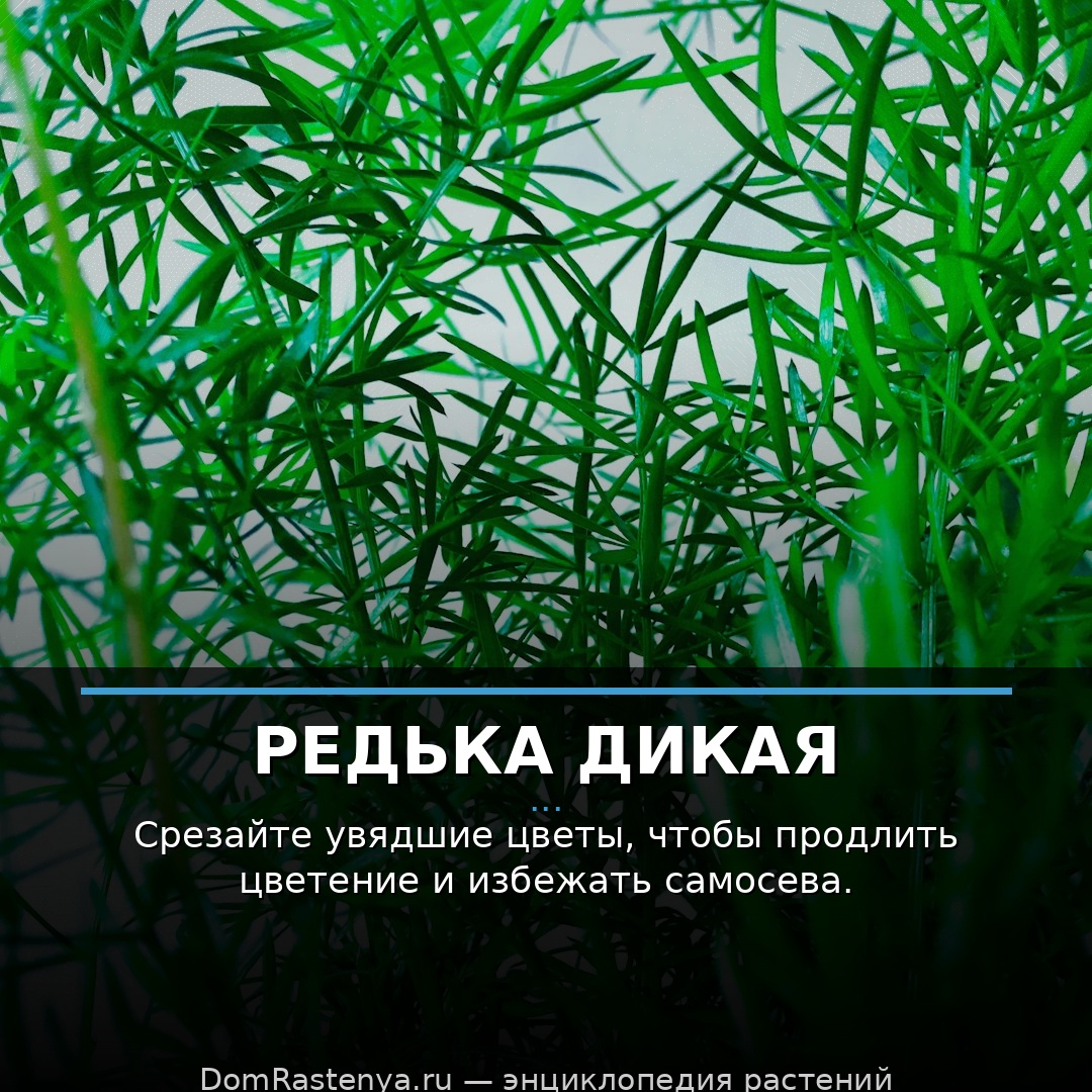 Редька дикая