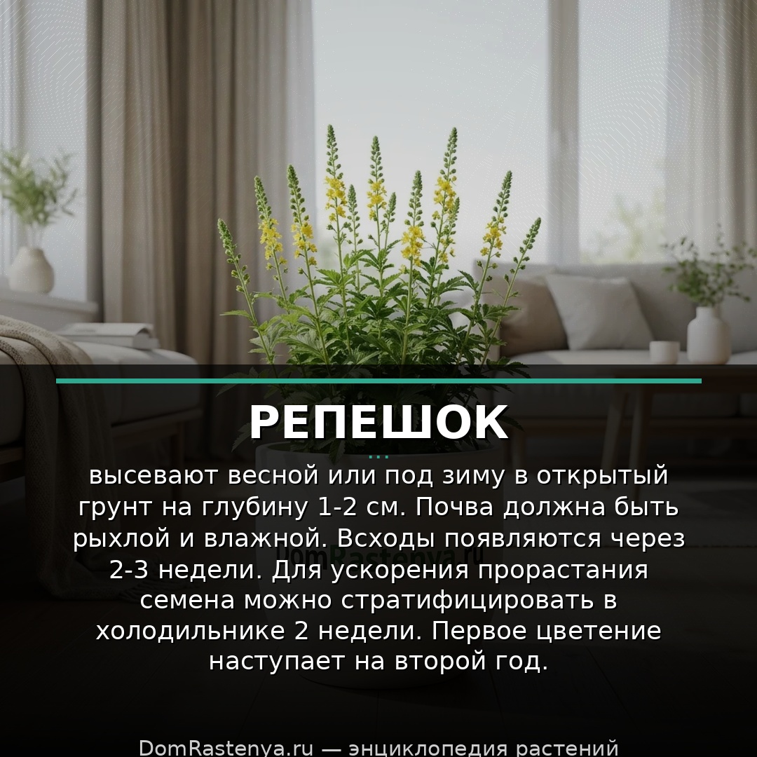 Репешок