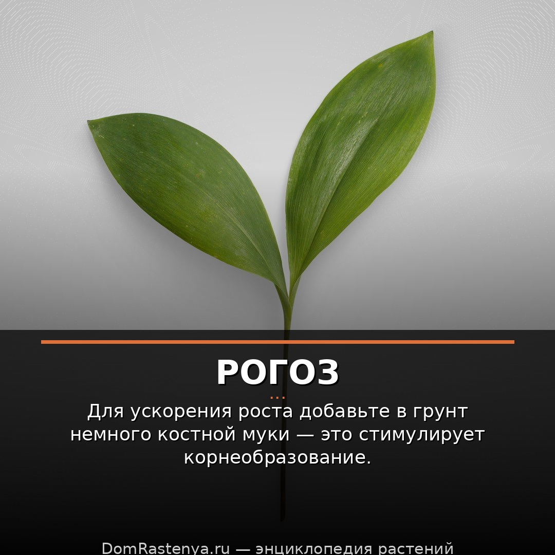 Рогоз
