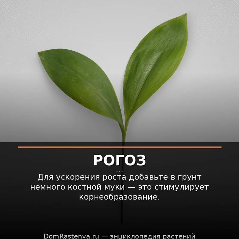 Рогоз