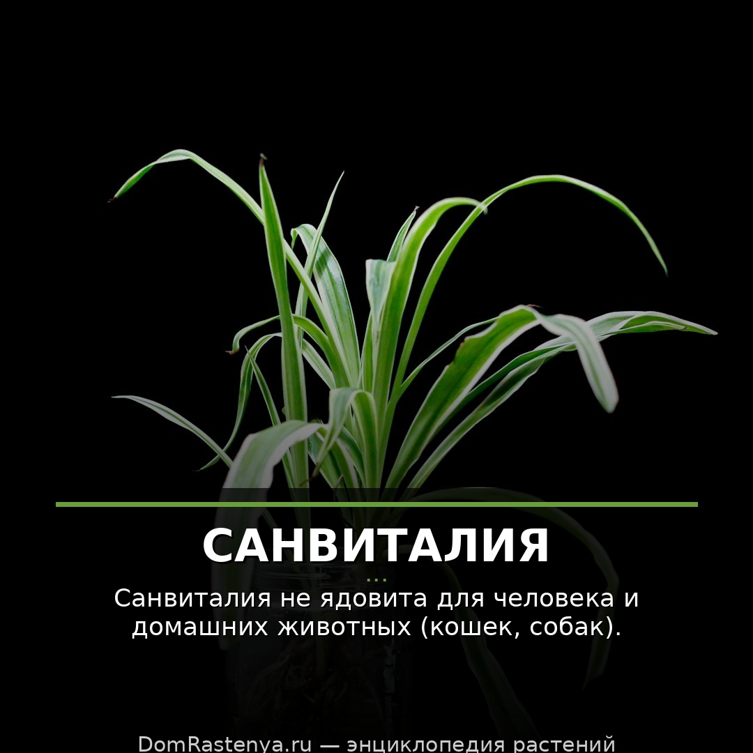Санвиталия