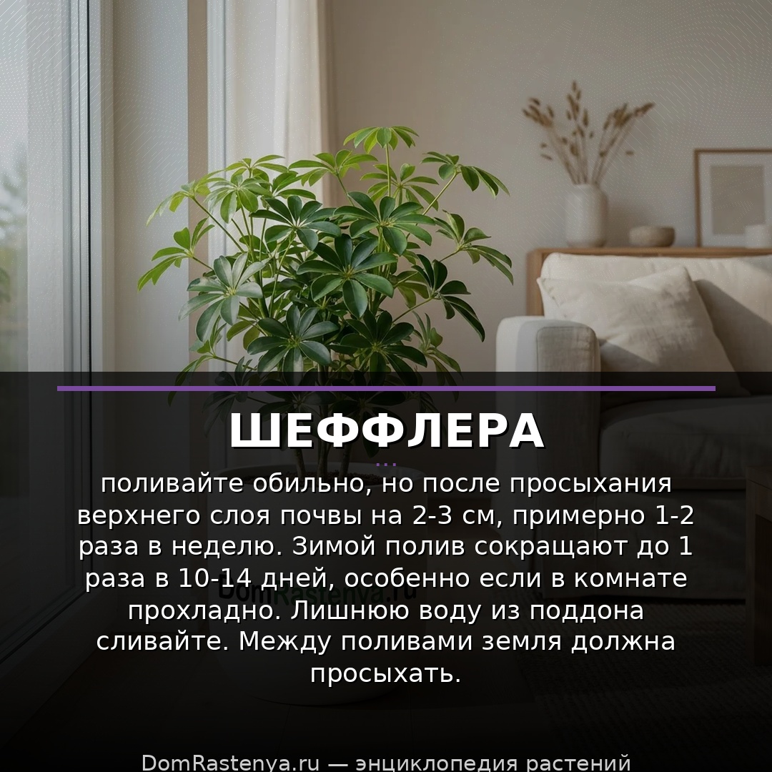 Шеффлера
