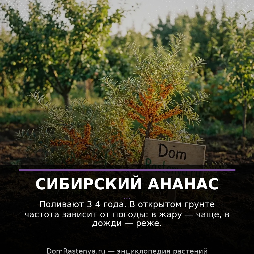 Сибирский ананас