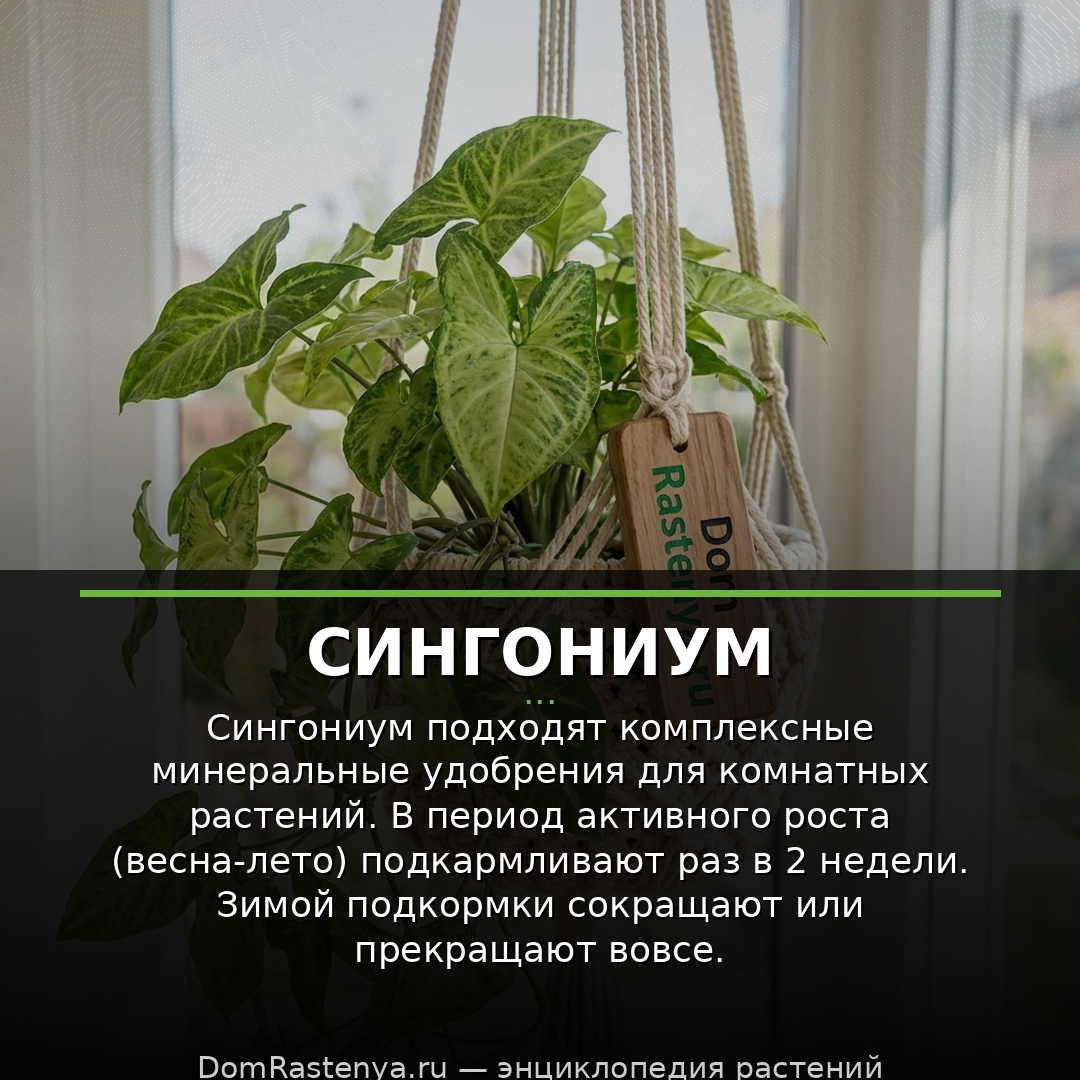 Сингониум