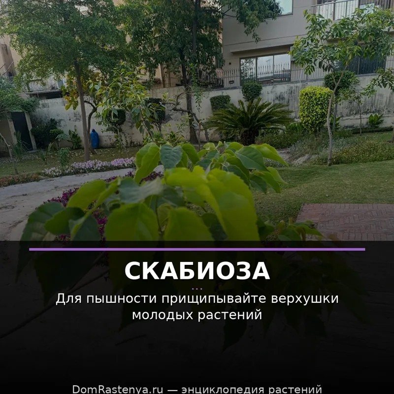 Скабиоза