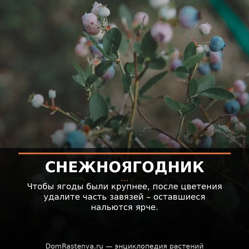 Снежноягодник