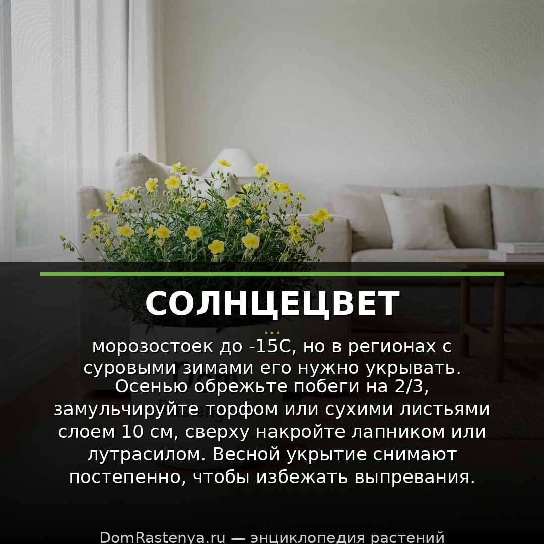 Солнцецвет