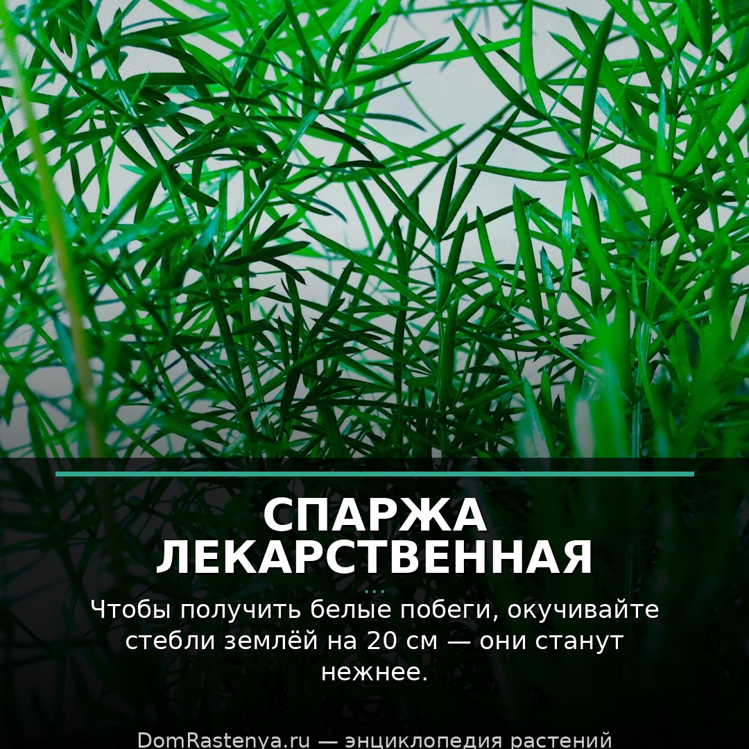 Спаржа лекарственная