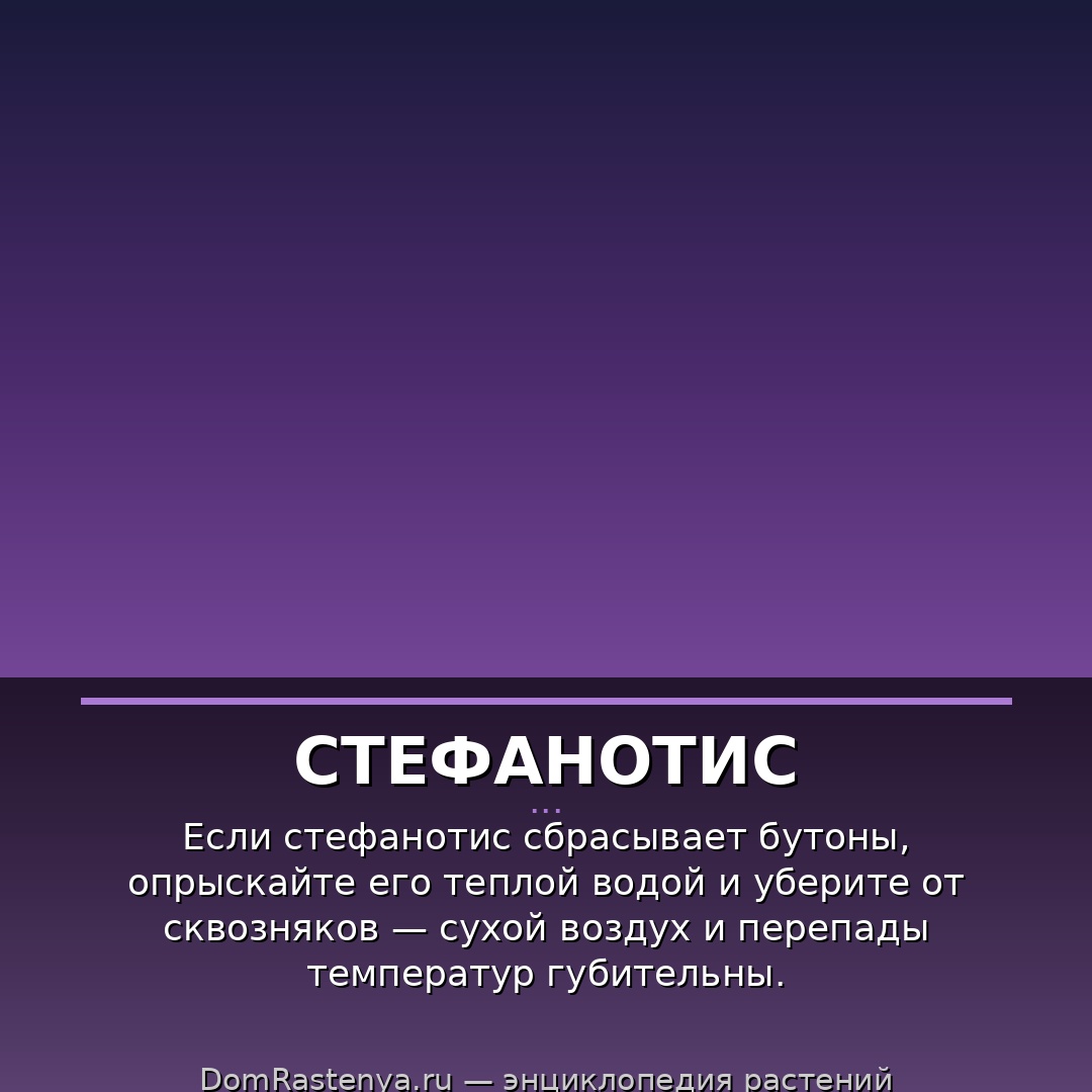 Стефанотис