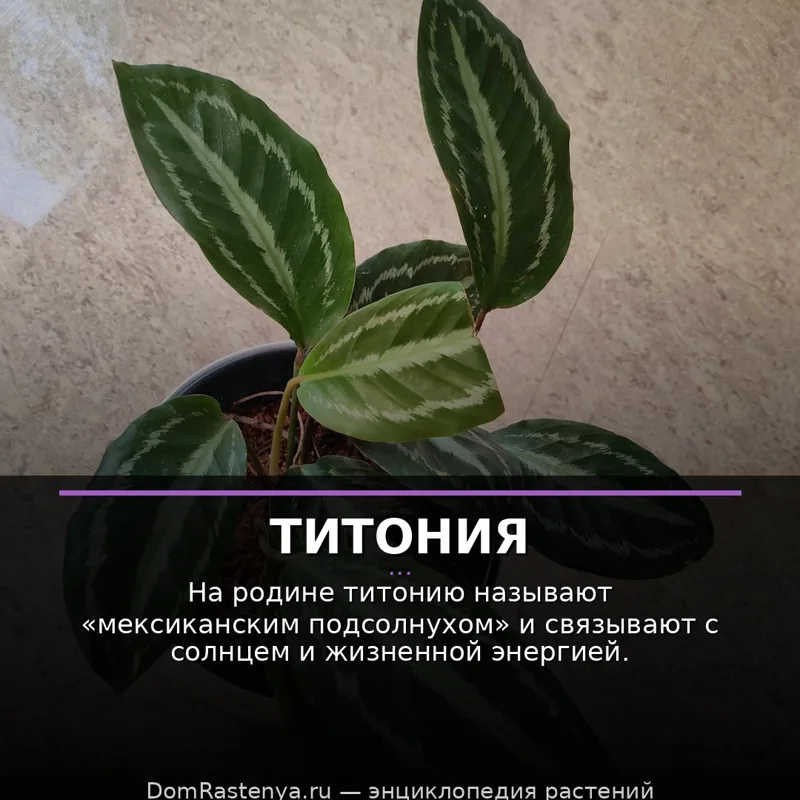 Титония