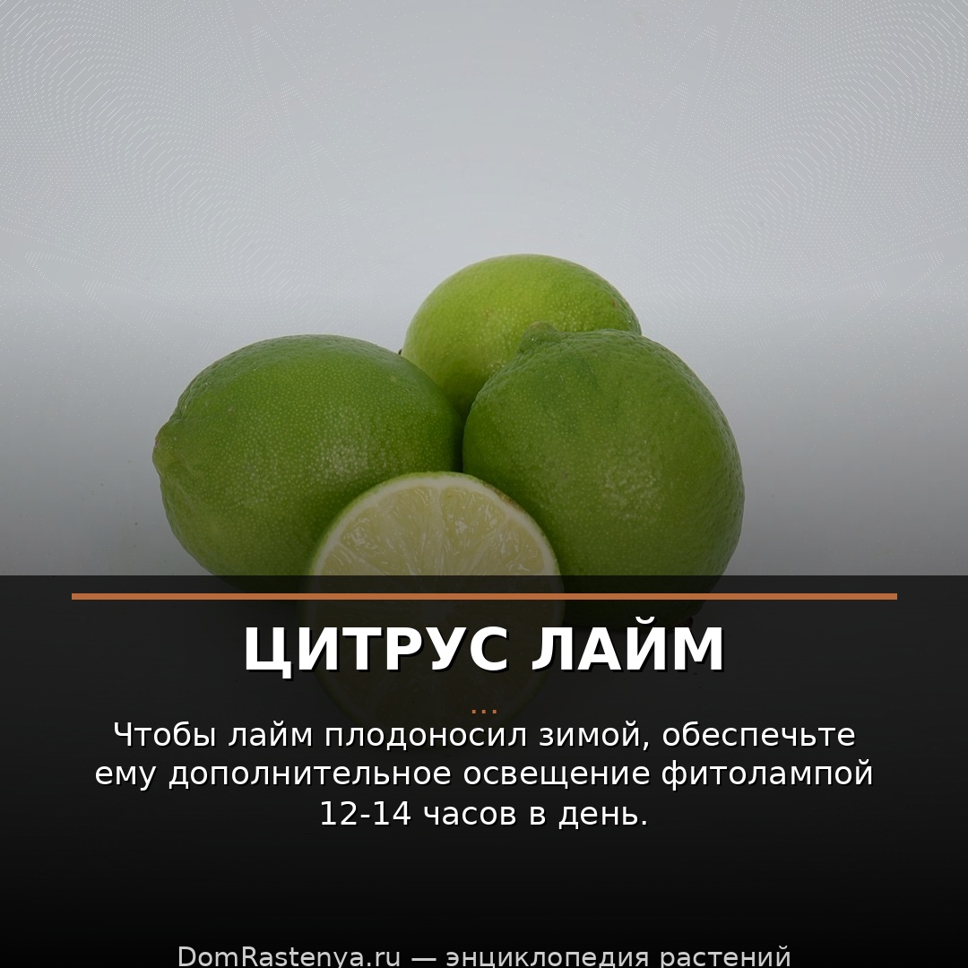 Цитрус лайм