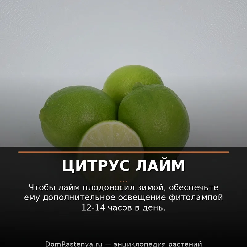 Цитрус лайм