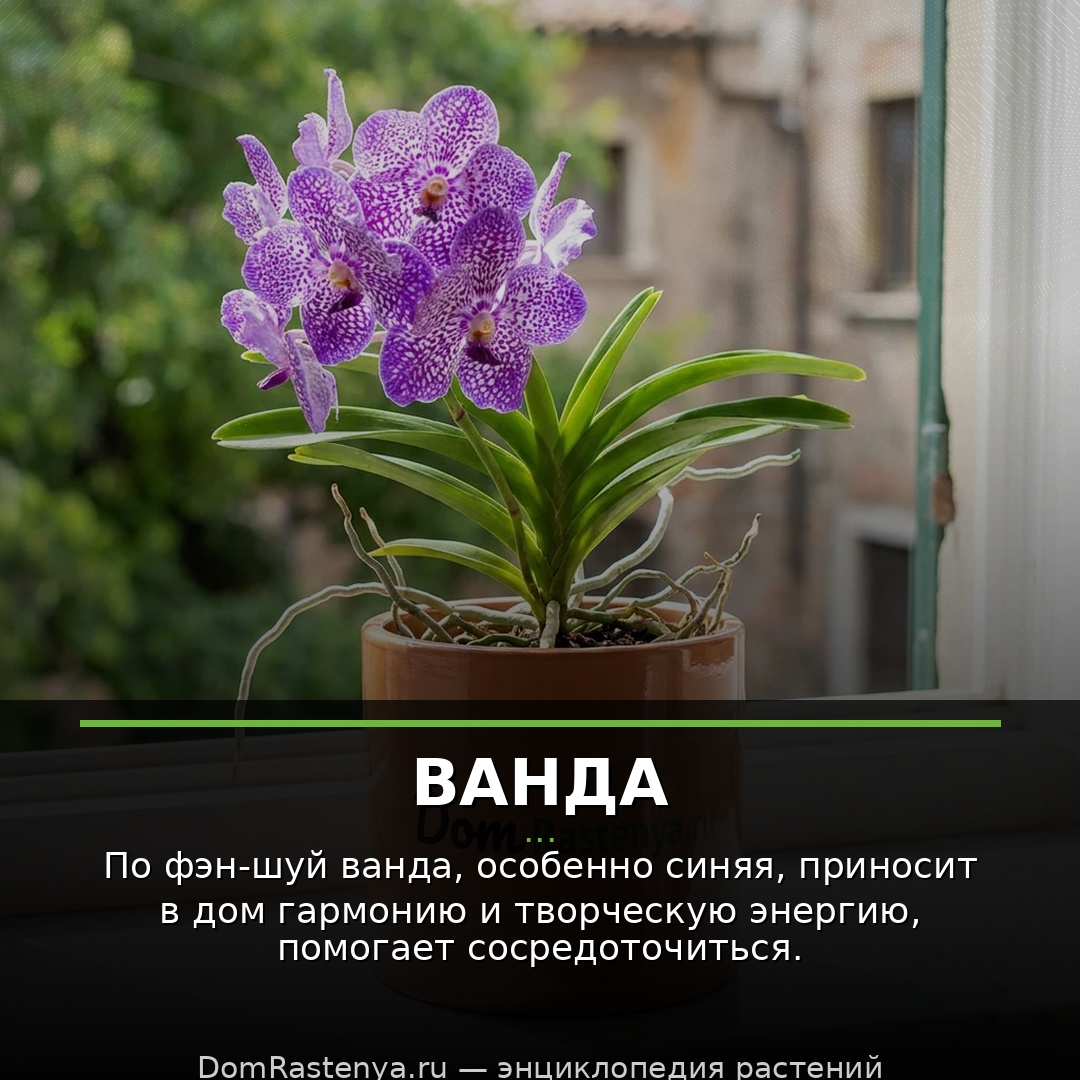 Ванда
