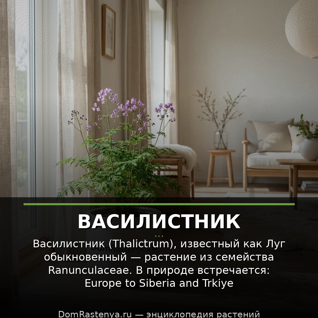 Василистник