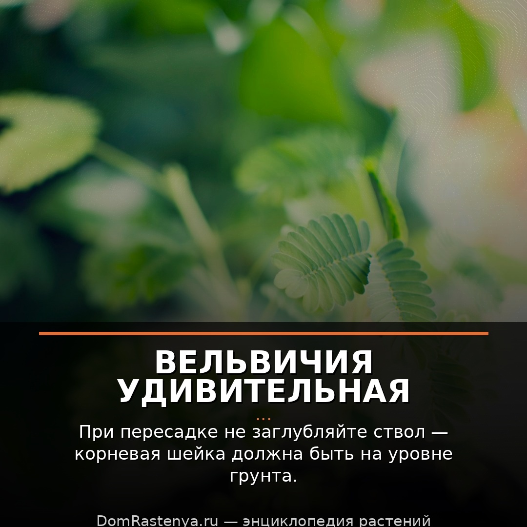 Вельвичия удивительная