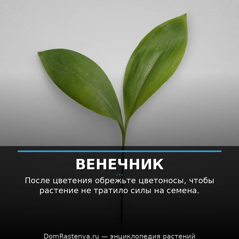 Венечник