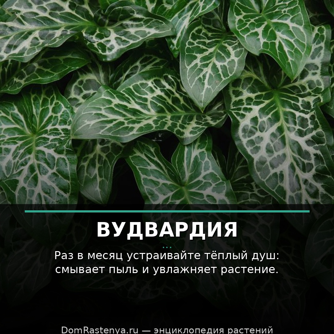 Вудвардия