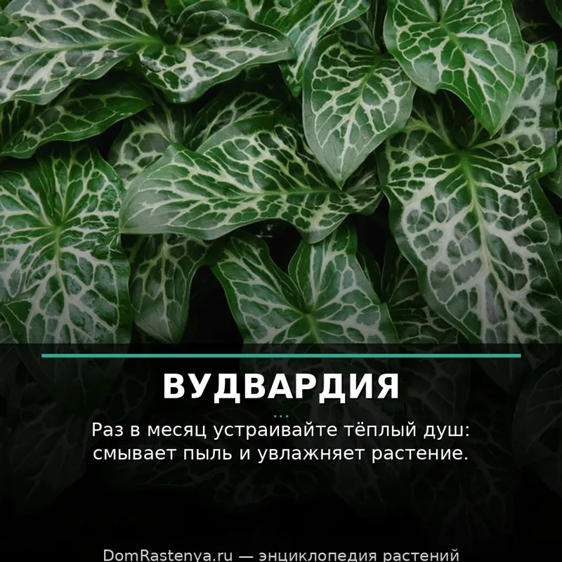 Вудвардия