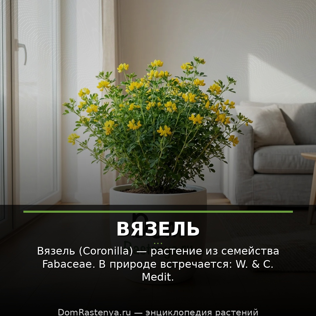 Вязель