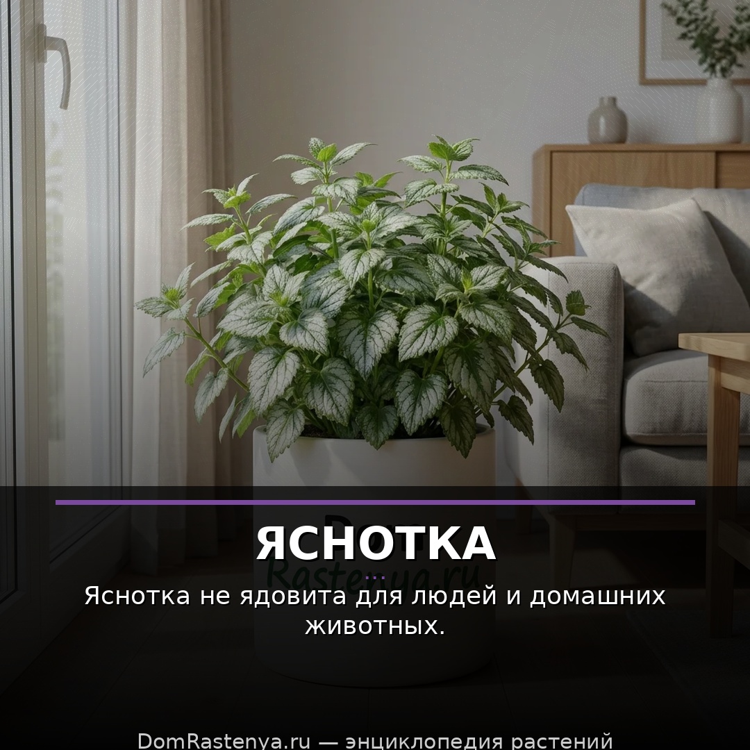 Яснотка