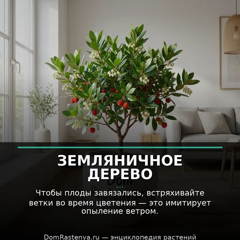 Земляничное дерево