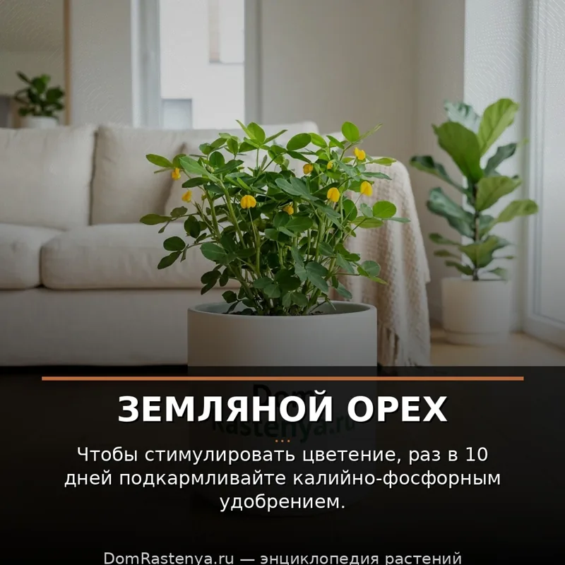 Земляной орех