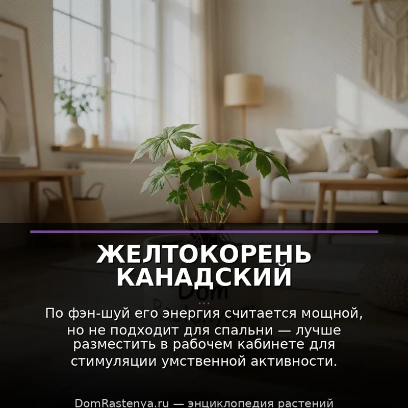 Желтокорень канадский