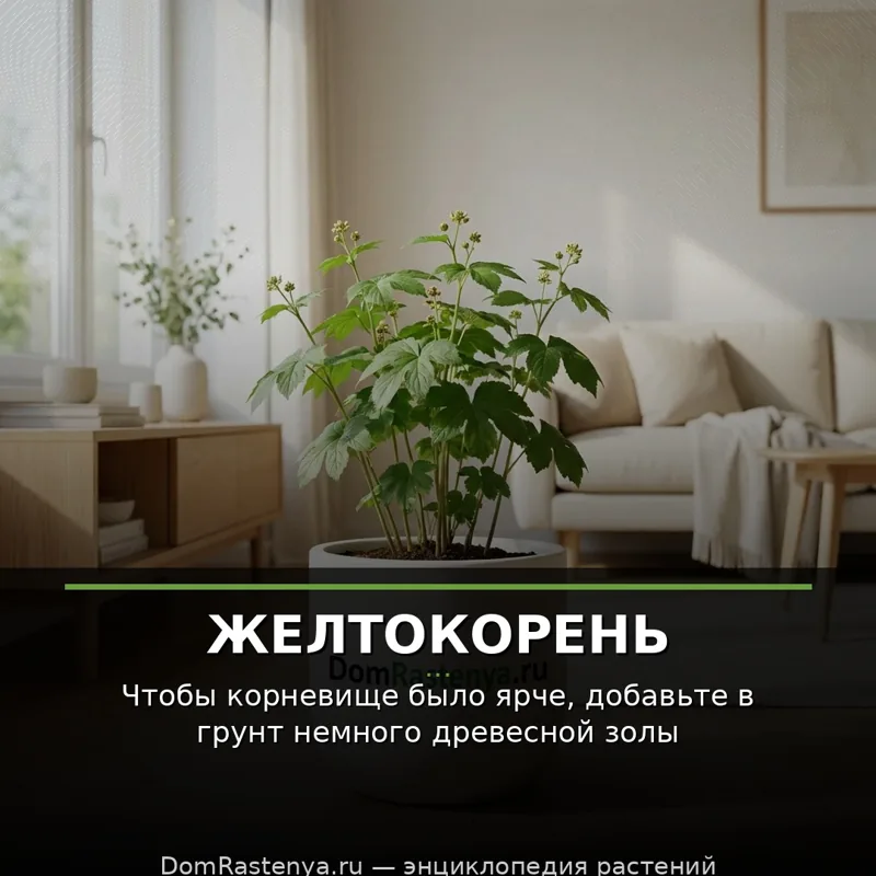 Желтокорень