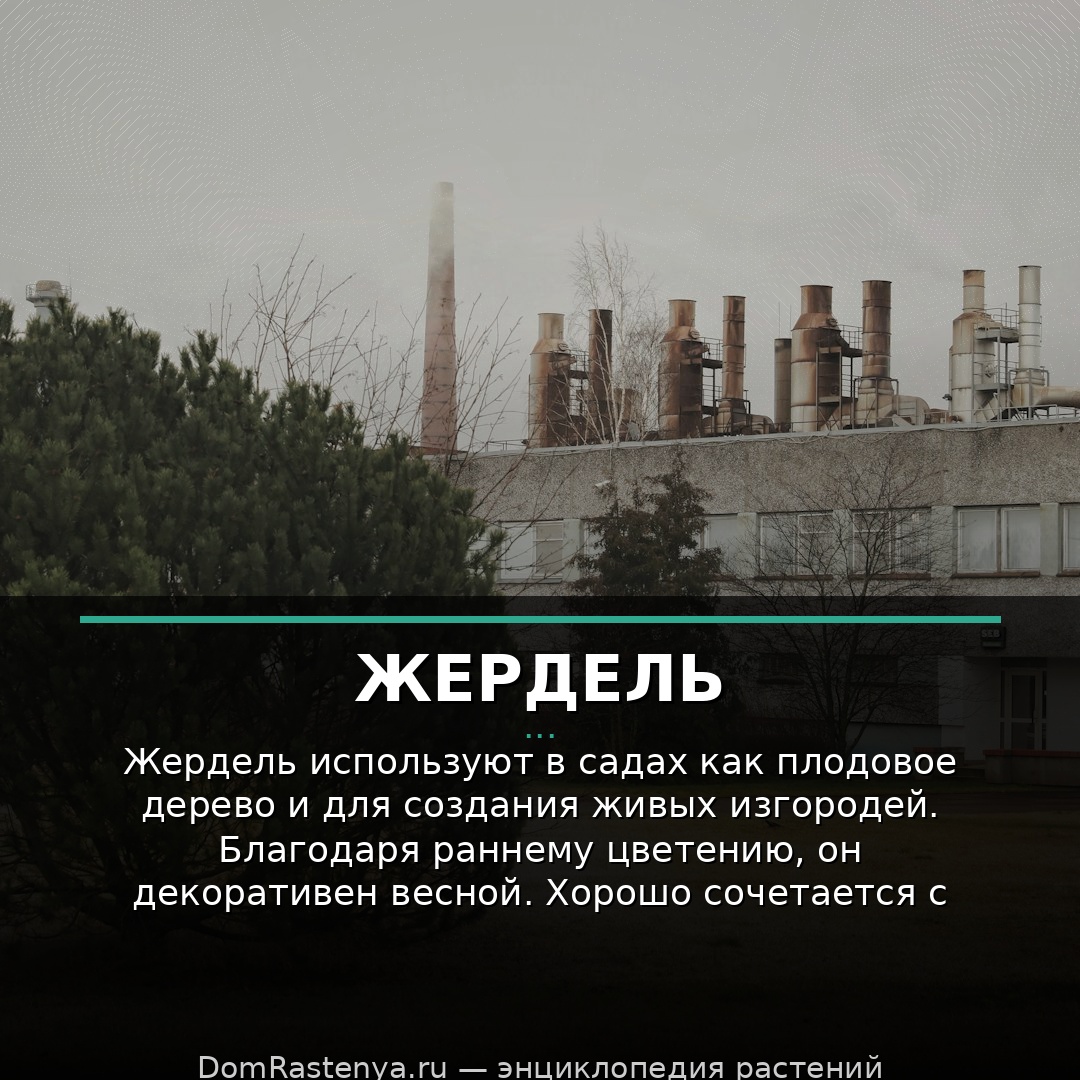 Жердель