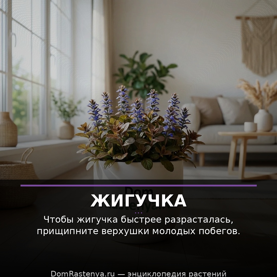 Жигучка