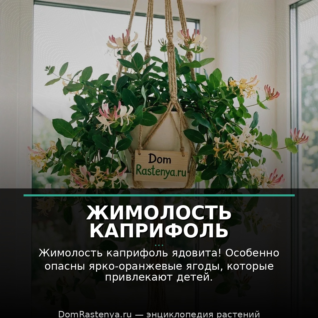 Жимолость каприфоль