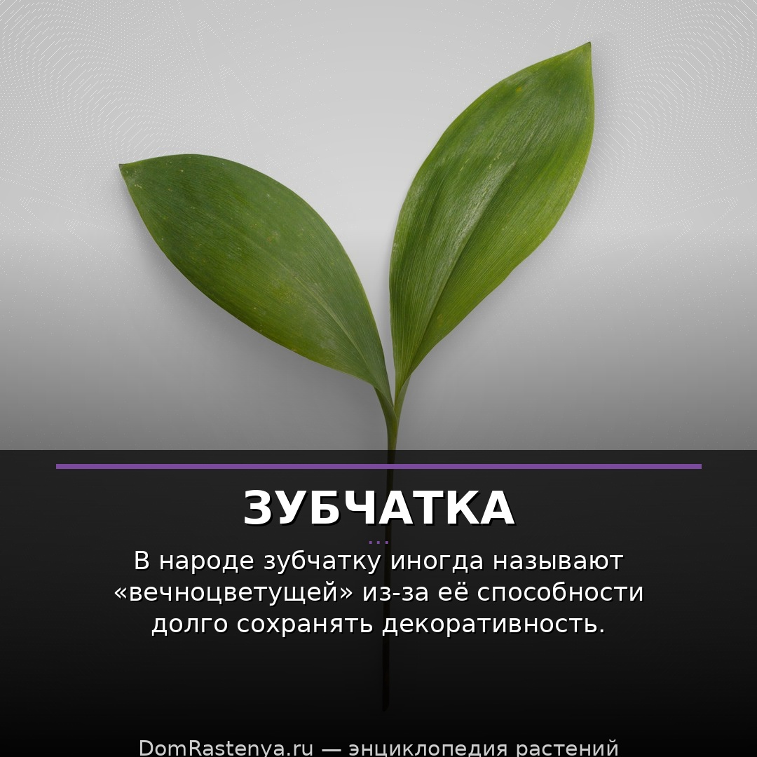 Зубчатка